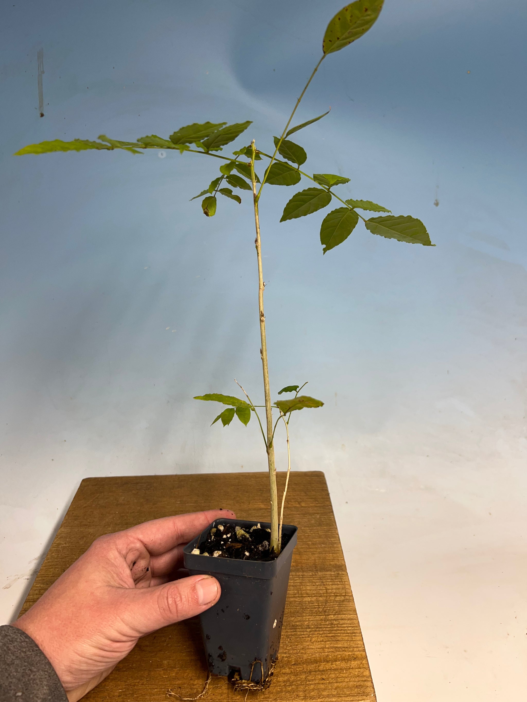 Chinese 'Blue' Wisteria – Kaede Bonsai-en