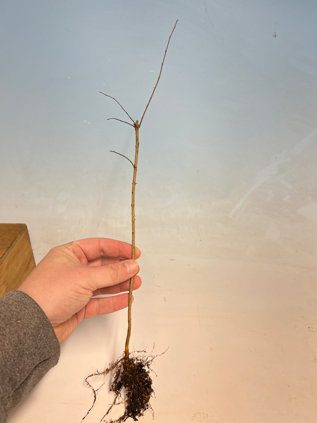 Chinese Elm Bare Root- 3 year, Cut Back