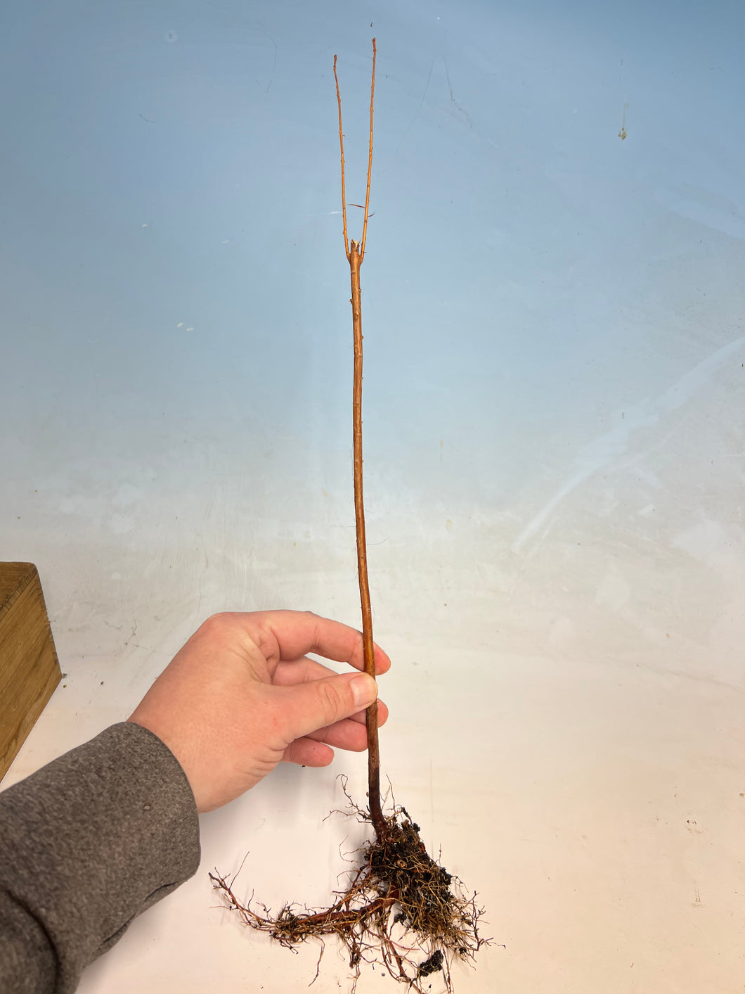 Bald Cypress Bare Root-Large Size