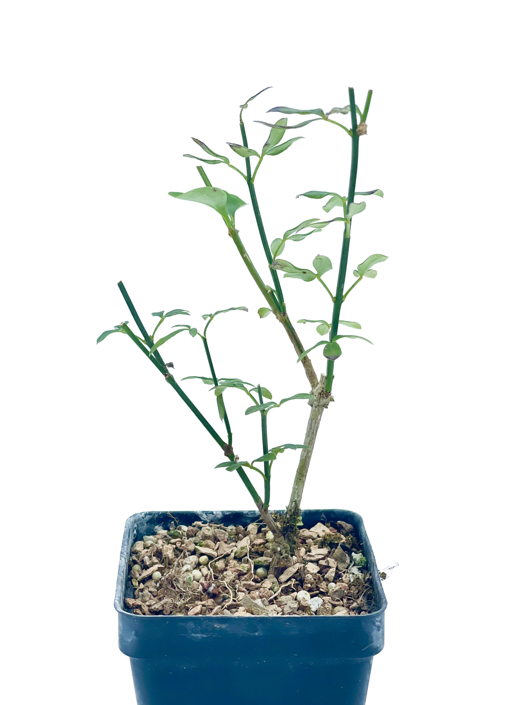 jasminum nudiflorum bonsai Winter Jasmine – Kaede Bonsai-en